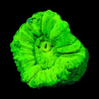 Candy Cane Coral product image 2