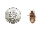 Live Dubia Roach Feeder Insects product image 2