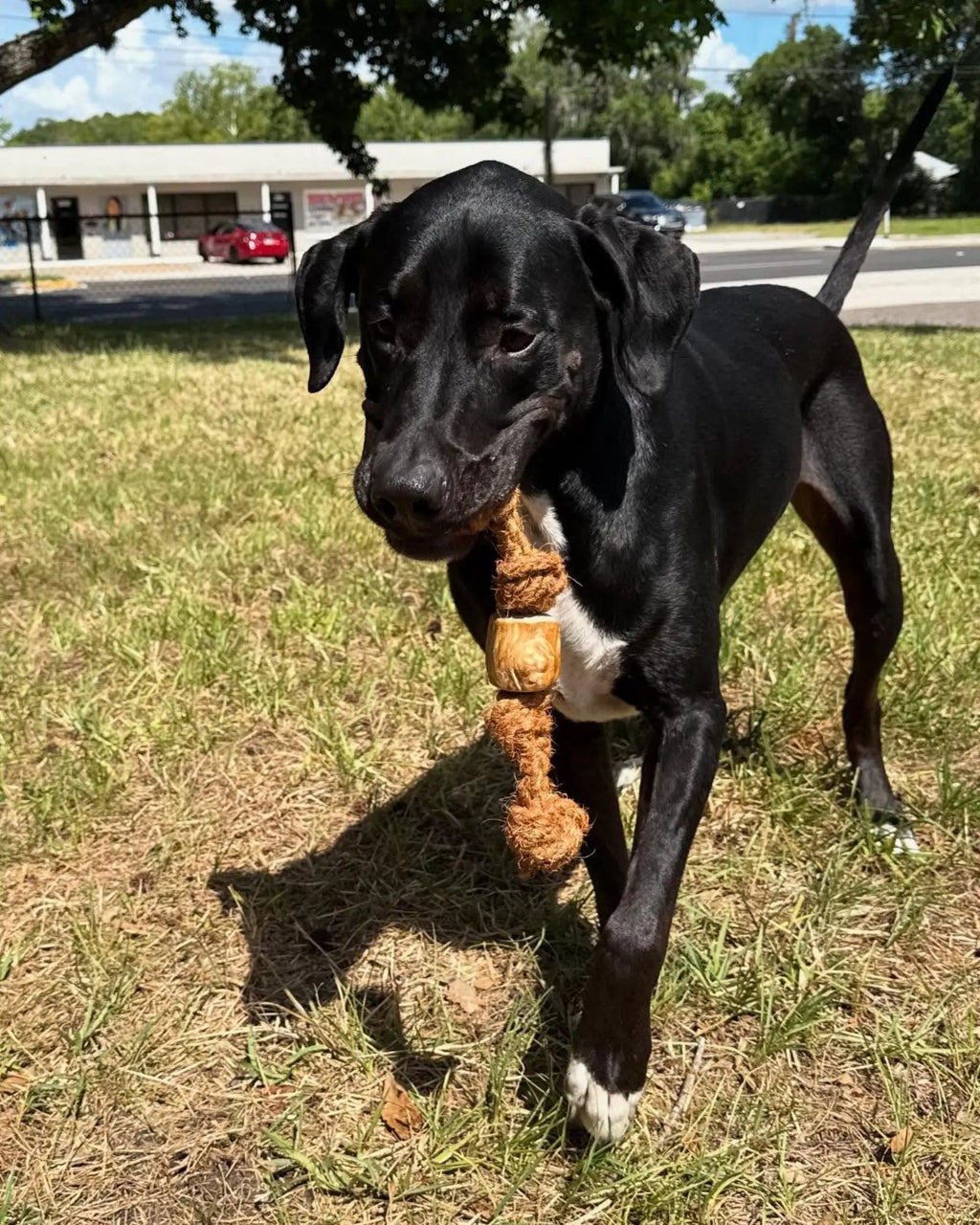 Dog Chew Toy product image 2