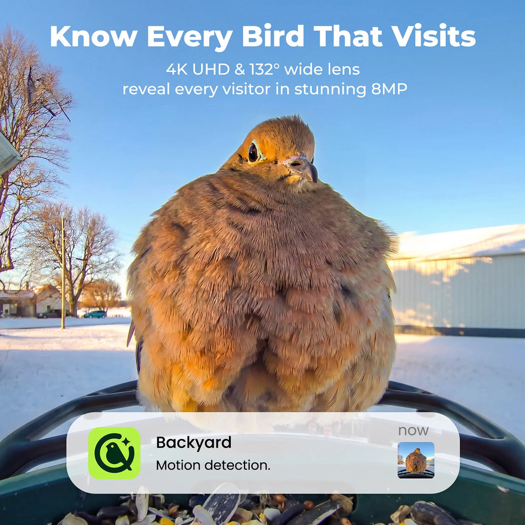 Smart Bird Feeder product image 2