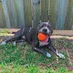 Dog Fetch Ball product image 2