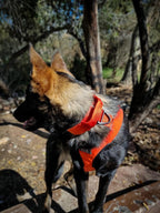 Dog Collars product image 2