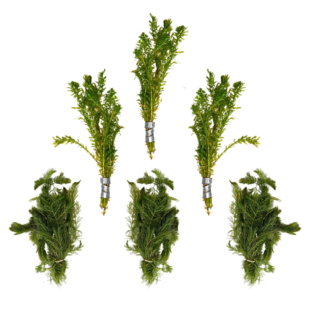 Aquatic Plants product image 2