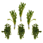 Aquatic Plants product image 2