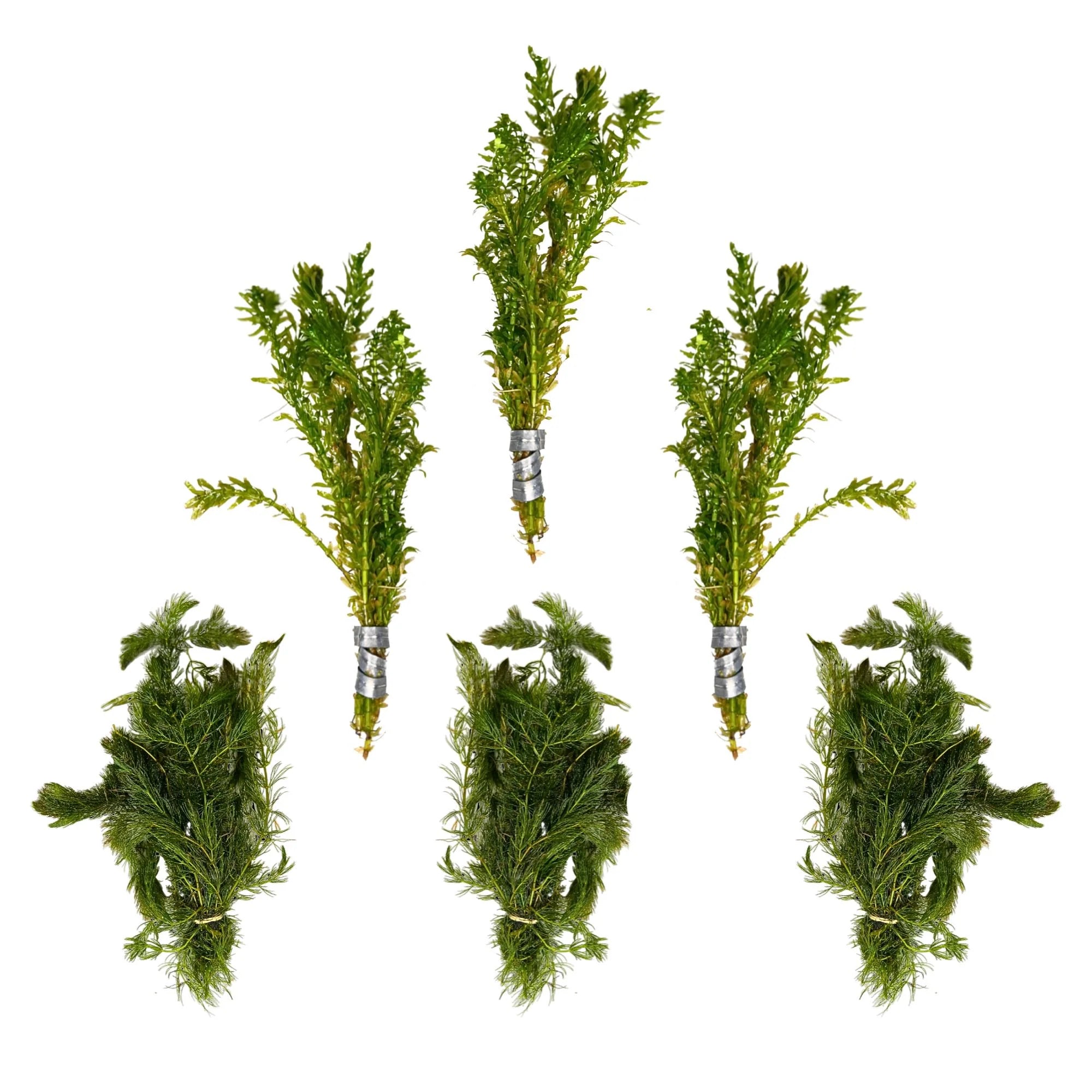 Aquatic Plants product image 2