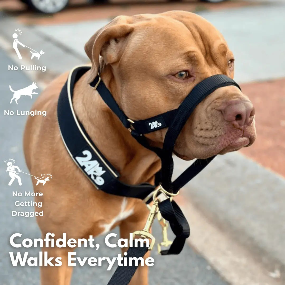 Dog Head Halter product image 2