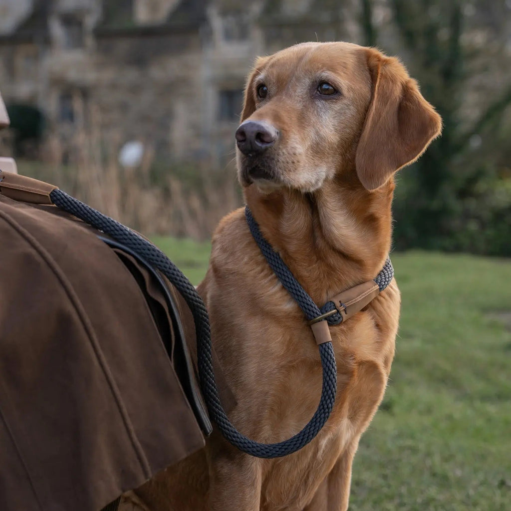 Dog Lead product image 2