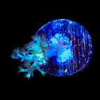 Kenya Tree Coral Frag product image 2