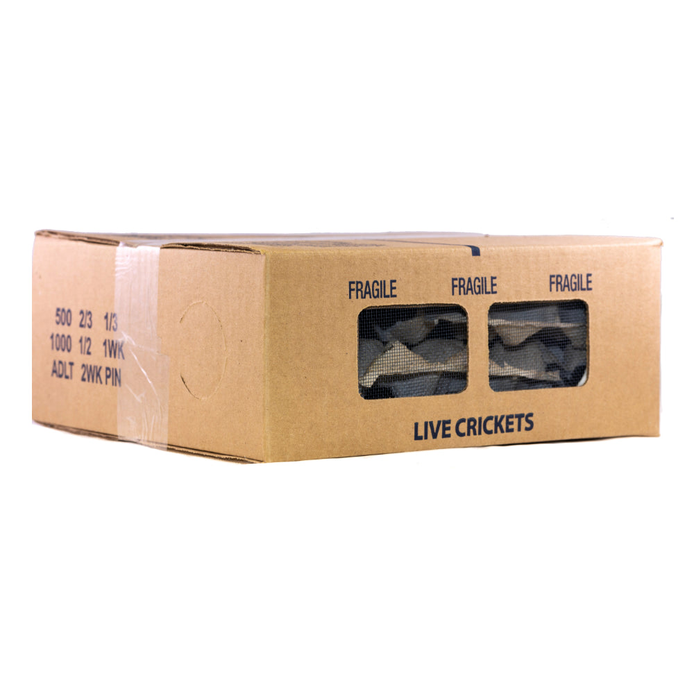 Live Feeder Crickets product image 2