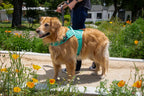 Dog Harness product image 2
