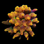 Bubble Tip Anemone product image 2