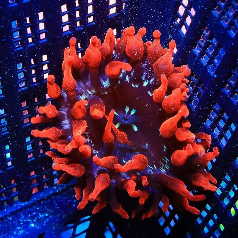 Bubble Tip Anemone product image 2
