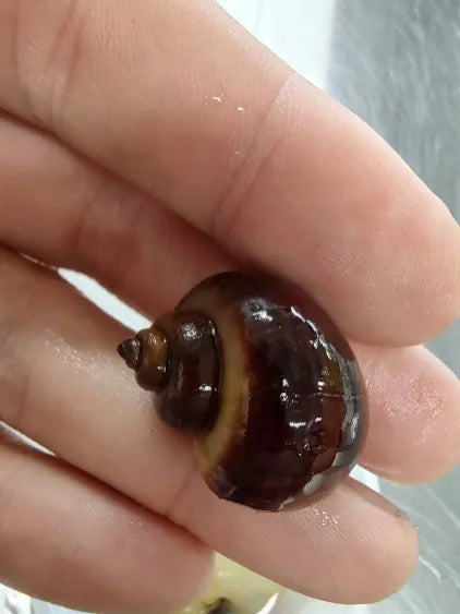 Mystery Snails product image 2