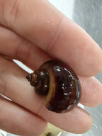 Mystery Snails product image 2