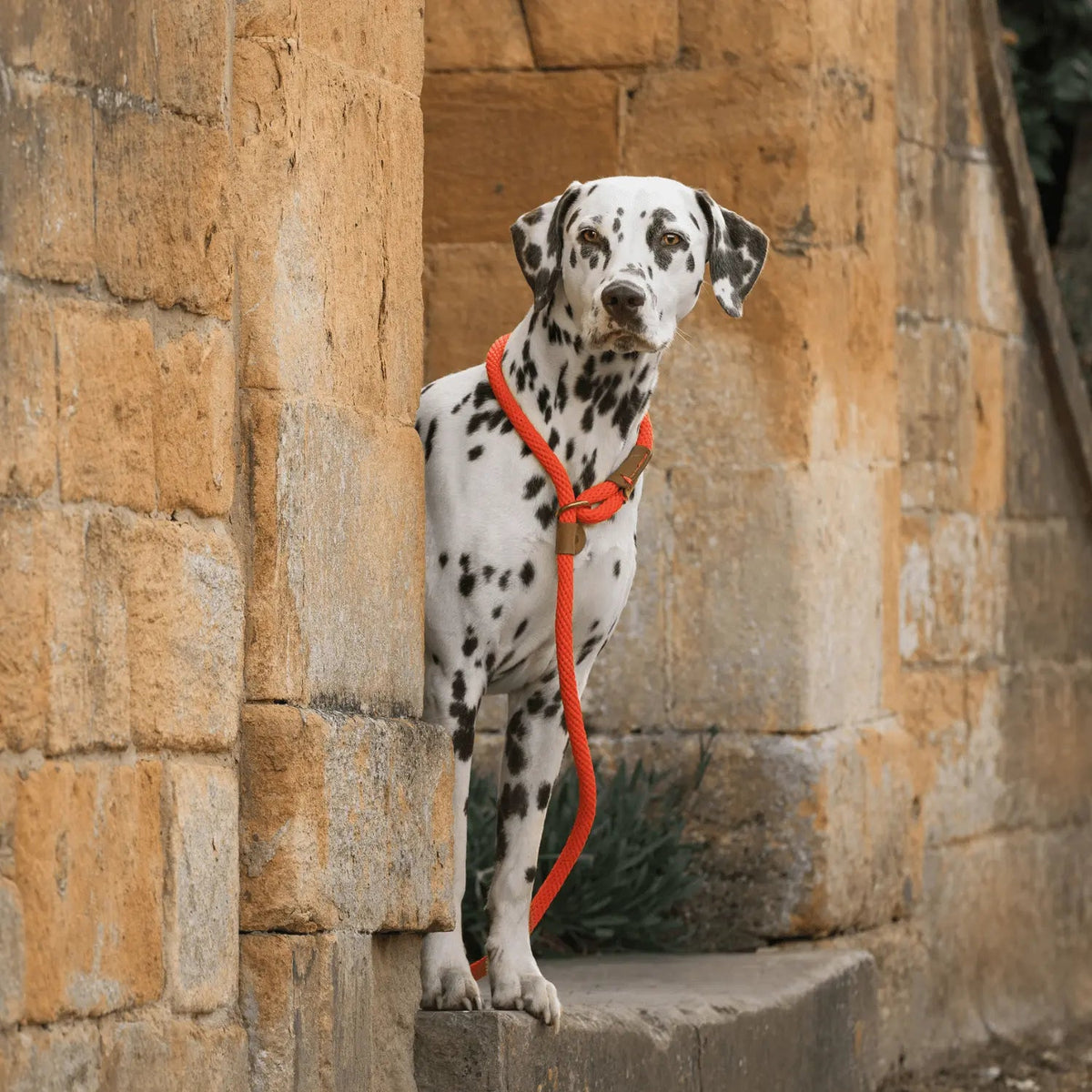Dog Leads product image 2