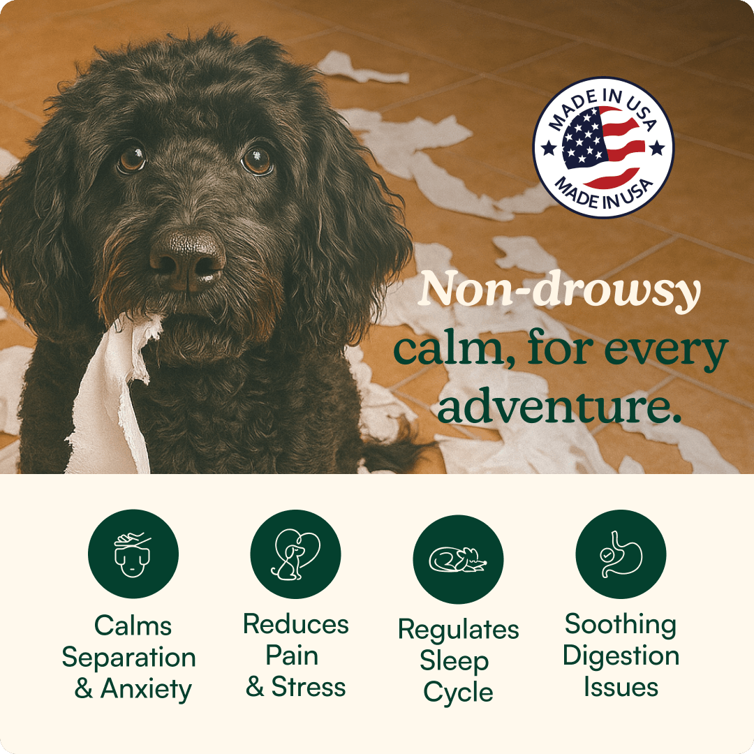 Dog Calming Supplement Chews product image 2