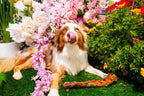Dehydrated Turkey Neck Dog Chew product image 2