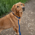 Dog Lead product image 2
