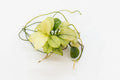 Live Aquarium Plant product image 2