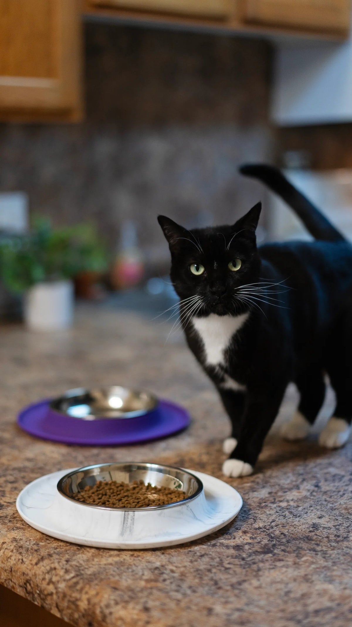 Cat Feeding Bowl product image 2