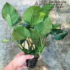 Anubias Nana Mother Plant, Established Aquarium Pot with 2 to 3 Rhizomes for Midground or Hardscape Planting source image 3