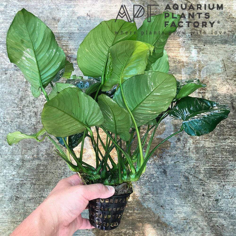 Anubias Nana Mother Plant, Established Aquarium Pot with 2 to 3 Rhizomes for Midground or Hardscape Planting source image 3
