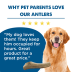 Large Whole Elk Antler Dog Chew, Naturally Shed Eight-Inch Treat for Powerful Chewers and Long-Lasting Play source image 3