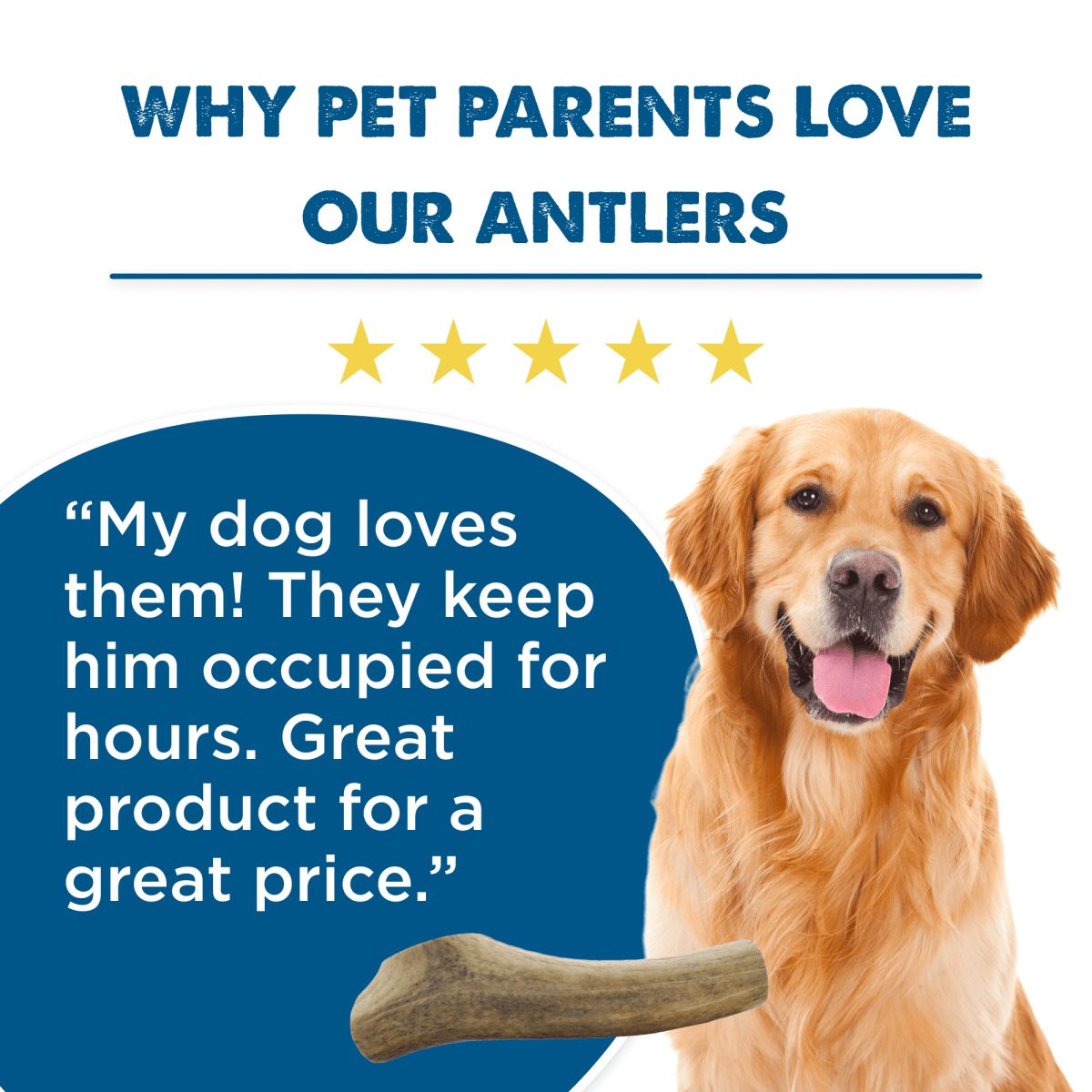 Large Whole Elk Antler Dog Chew, Naturally Shed Eight-Inch Treat for Powerful Chewers and Long-Lasting Play source image 3