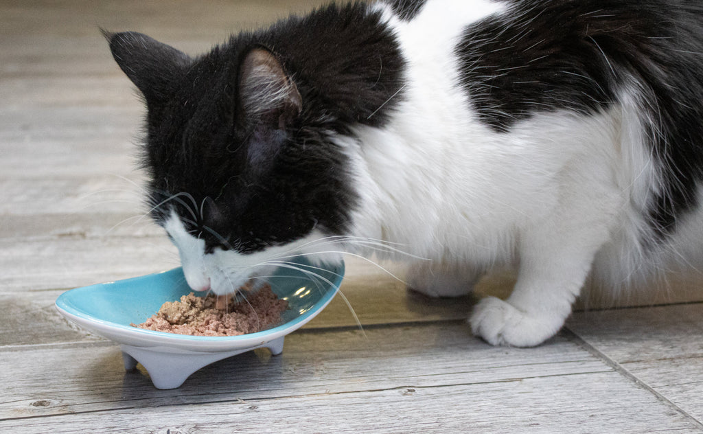 Elevated Oval Ceramic Cat Bowl with Wide Whisker-Friendly Shape for Wet or Dry Food and Easier Mealtimes source image 3
