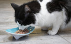 Elevated Oval Ceramic Cat Bowl with Wide Whisker-Friendly Shape for Wet or Dry Food and Easier Mealtimes source image 3