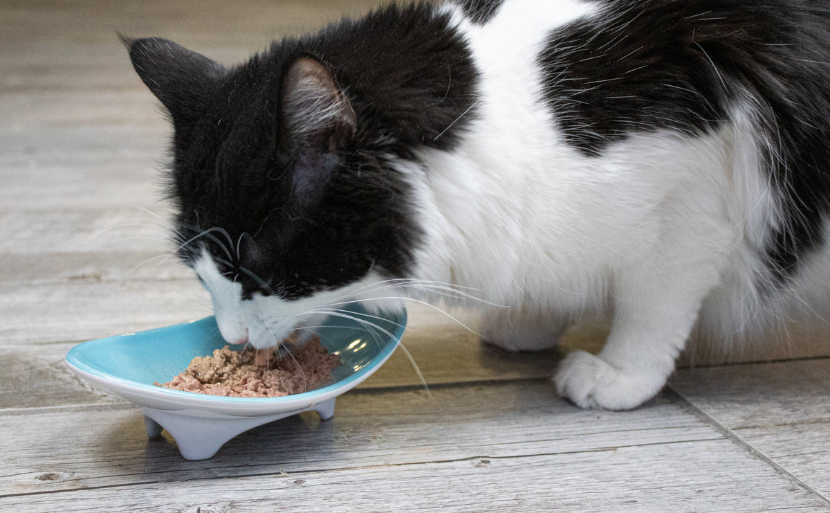 Elevated Oval Ceramic Cat Bowl with Wide Whisker-Friendly Shape for Wet or Dry Food and Easier Mealtimes source image 3