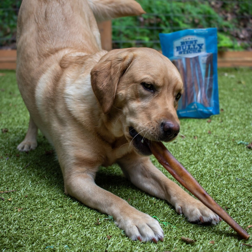 A light brown dog chews on a 12-Inch Jumbo Bully Stick from Best Bully Sticks while stretching on artificial grass, with a blue bag of dog chews in the background—great for power chewers and promoting dental health.