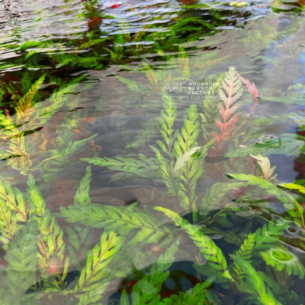 Hygrophila Pinnatifida Live Aquarium Plant, Bronze Fern-Like Foliage for Midground or Hardscape Growth source image 3