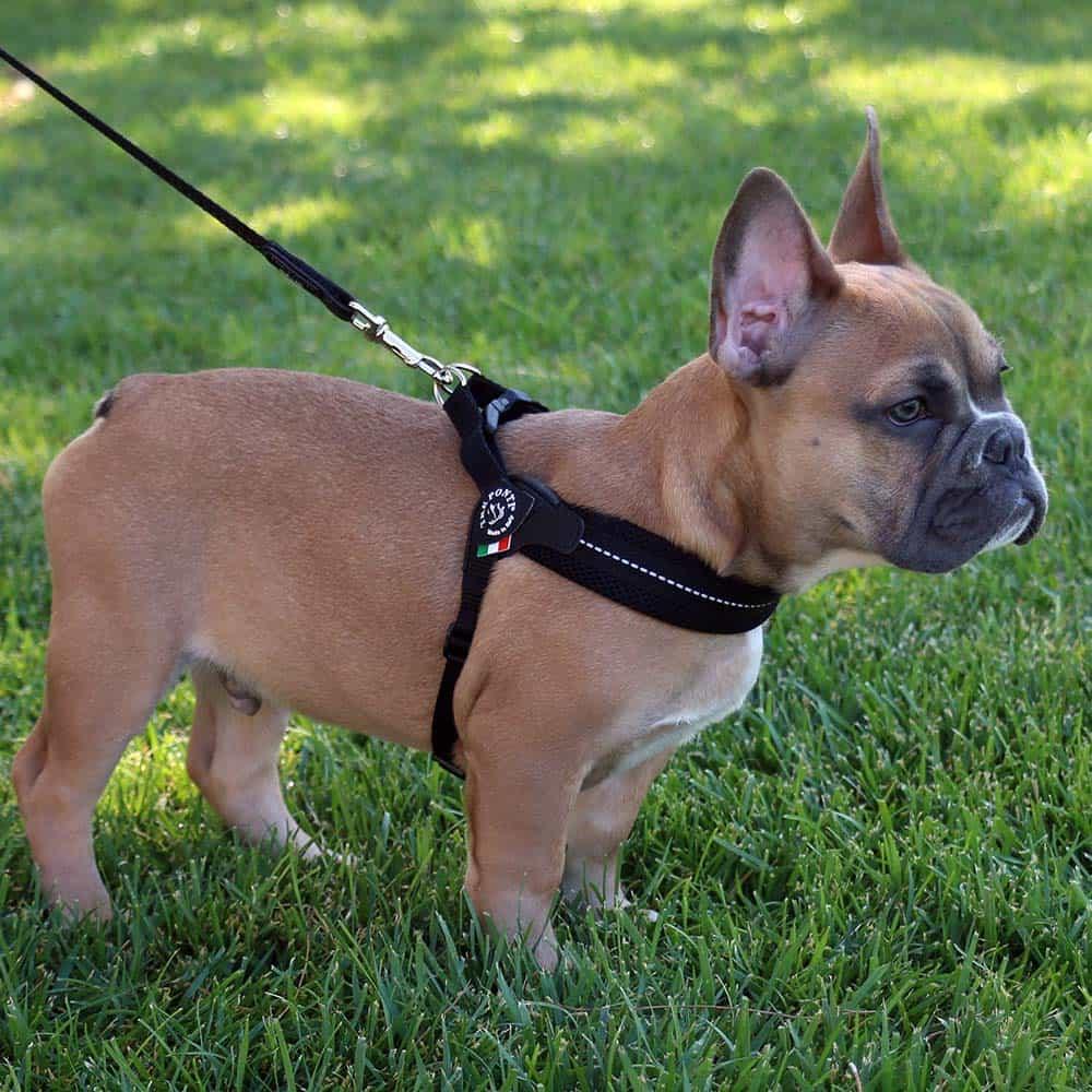 Adjustable Mesh Dog Harness for Small to Medium Pets, Reflective Step-In Design Across Seven Chest Sizes source image 3