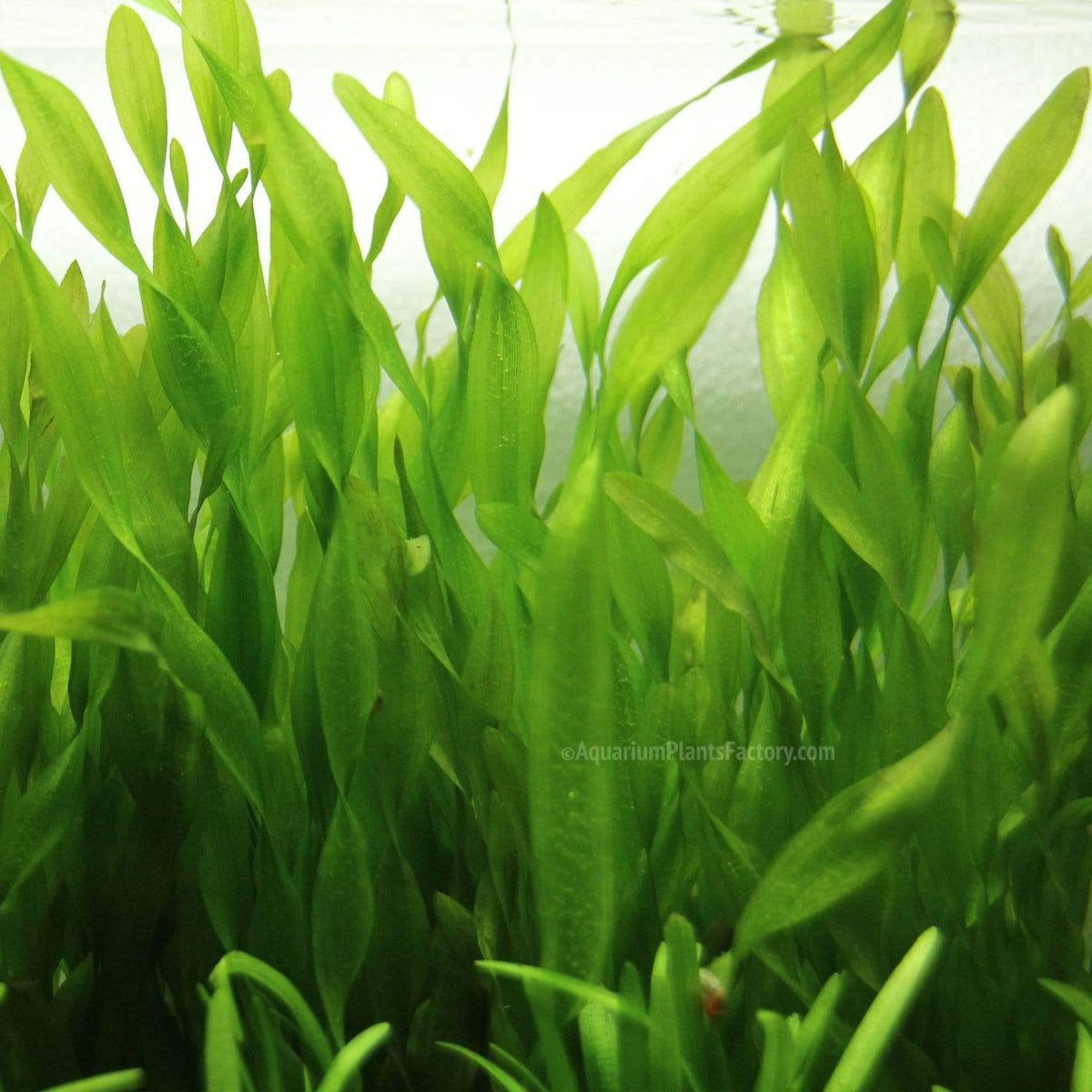 Corkscrew Vallisneria Aquarium Plant, 8 to 12 Inch Twisted Leaves in Bare-Root, Bunched or Potted Forms source image 3