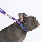 Cushioned Martingale Dog Collar for Gentle Leash Guidance, Limited-Cinch Design in Five Sizes source image 3