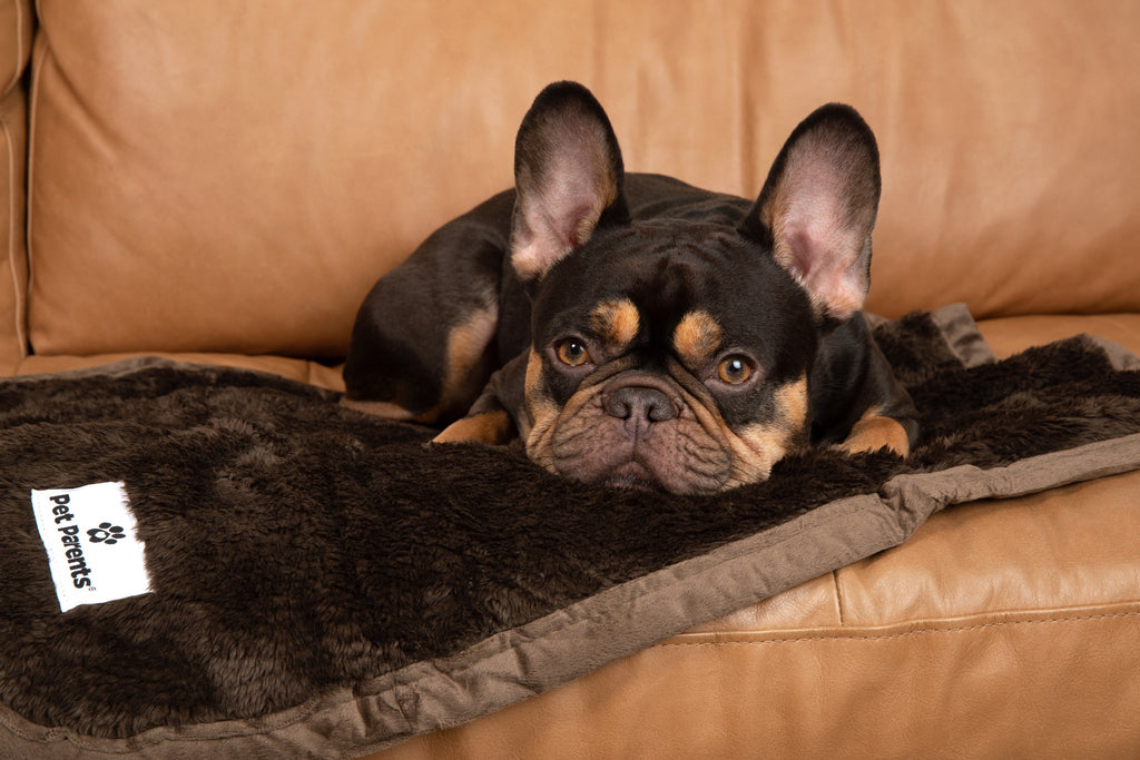 Waterproof Pet Blanket with Absorbent Core and Reinforced Edge Binding in Four Washable Sizes source image 3