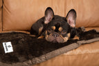Waterproof Pet Blanket with Absorbent Core and Reinforced Edge Binding in Four Washable Sizes source image 3