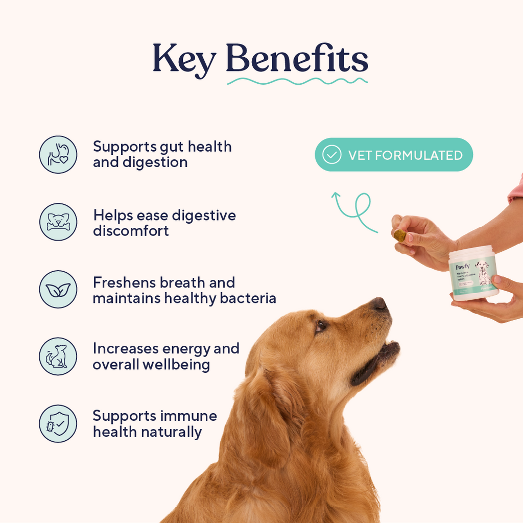 Daily Probiotic and Multivitamin Chews for Dogs, Easy Chew Format for Everyday Wellness Support product image 3