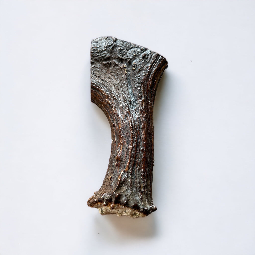 Moose Antler Base Dog Chew for Extreme Power Chewers, Dense Single-Piece Treat in Three Weight-Based Sizes source image 3