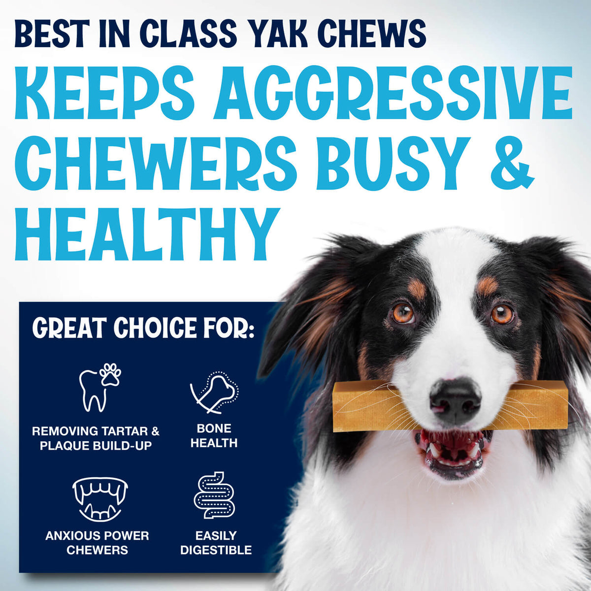 Himalayan Yak Cheese Dog Chews, Three-Ingredient Long-Lasting Milk Sticks in 3-Pack, 5-Pack or 3 lb Sizes source image 3