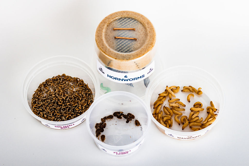 Live Feeder Insect Variety Pack for Reptiles, Combining Larvae, Roaches, Hornworms and Waxworms source image 3
