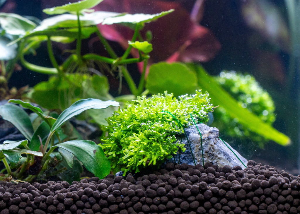 Riccia Fluitans Tissue Culture Aquarium Plant for Bright Green Floating Mats and Hardscape Carpeting source image 3