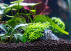 Riccia Fluitans Tissue Culture Aquarium Plant for Bright Green Floating Mats and Hardscape Carpeting source image 3