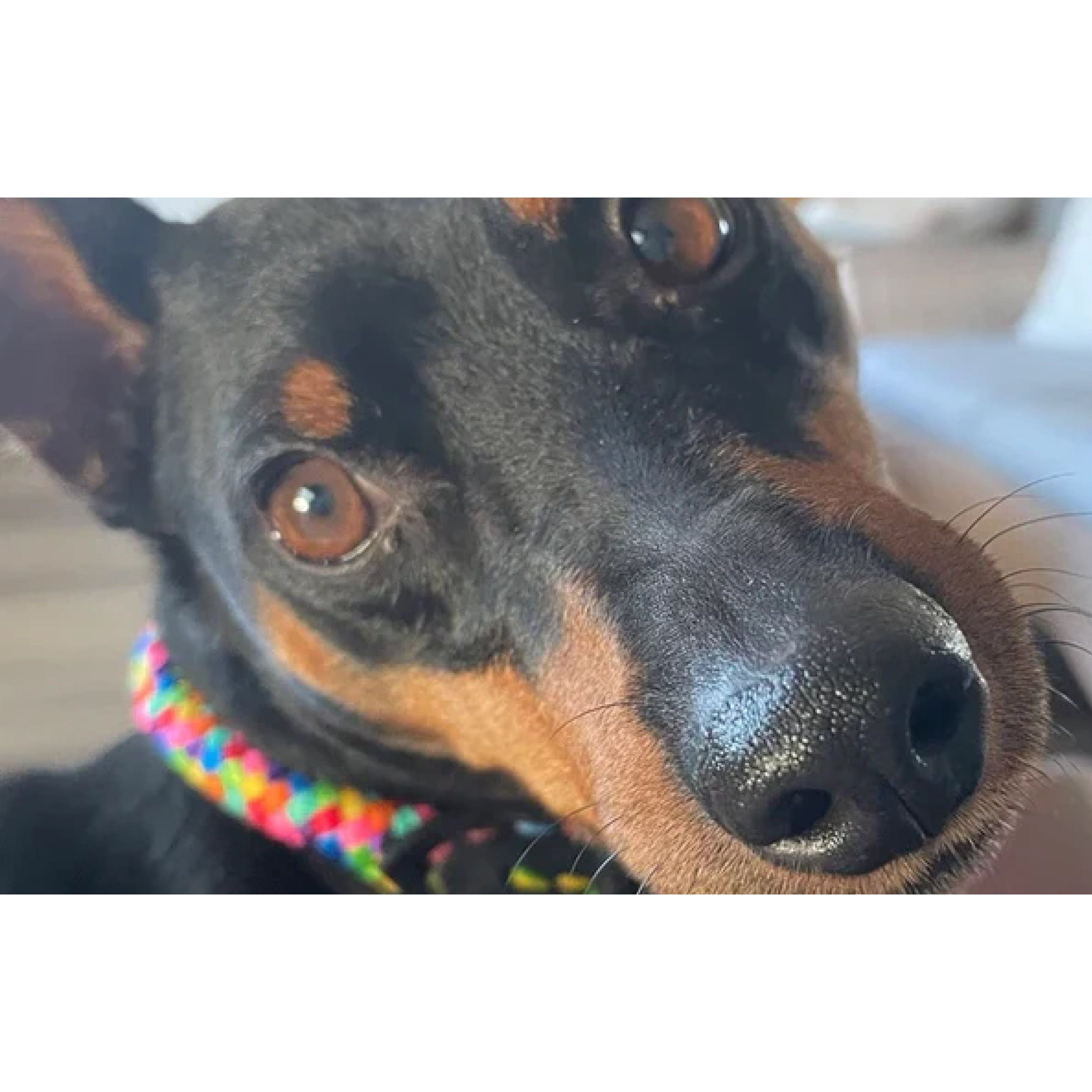 Rainbow Rope and Leather Dog Collar, Round Anti-Matting Design with Chrome Hardware in Nine Sizes source image 3