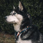 Martingale Dog Collar for Outdoor Walks in a Dusty Trail Pattern, Offered in Four Measured Sizes source image 3
