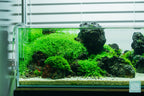 Rimless Shallow Aquarium Tank, Low-Iron Open-Top Design for Planted or Reef Aquascapes from 0.5 to 68.4 Gallons source image 3