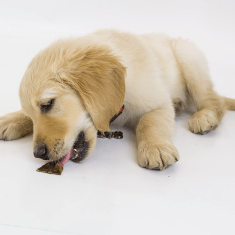 Dog Jerky Chews Made from Beef Gullet, 1 lb Bite-Size Treats for Daily Rewards and Joint-Focused Care source image 3