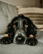 Air-Dried Whitefish Dog Treat Slices with Herbs, Grain-Free Training Rewards in Two Pack Sizes source image 3