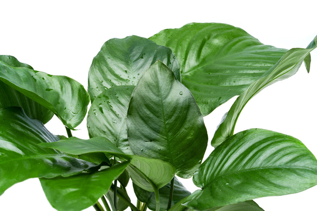 Live Anubias Aquarium Plant, Broad Leaf Mother Pot with Mature Rhizomes for Low-Light Freshwater Tanks source image 3